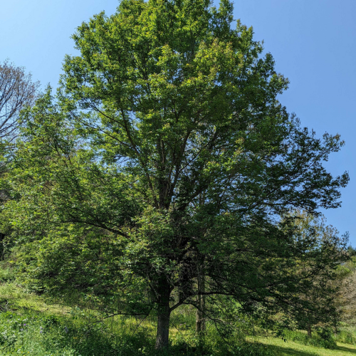 Green ash at the Arboretum at Cornell Botanic Garden first treated with TREE-äge in 2018 maintaining a full canopy despite the presence of EAB