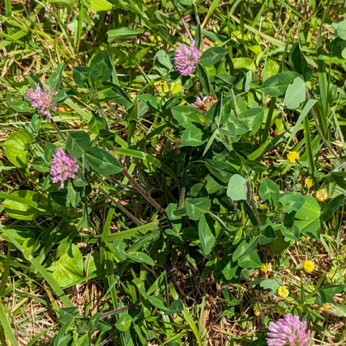 Red clover