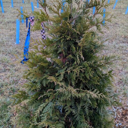 Green Giant Arborvitae