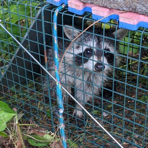 A thief caught in a Havahart trap