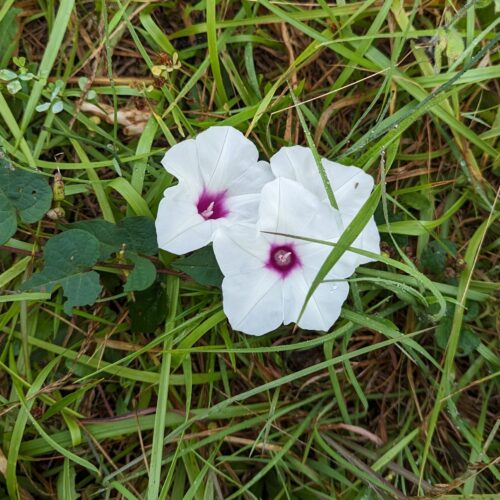 Bindweed