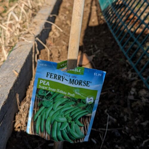 Sowing snap peas in a raised bed