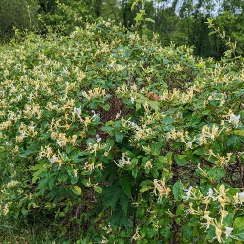 Japanese Honeysuckle