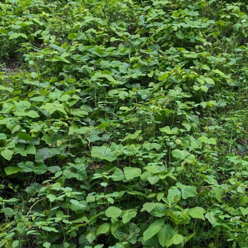 Kudzu