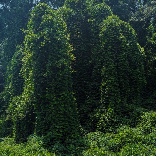 Kudzu