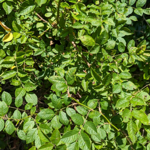 Multiflora rose