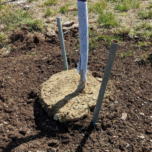 Top dress with compost