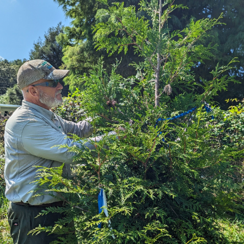 Taking arborvitae twig samples