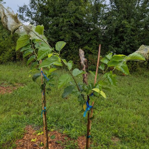 Fall webworm on mulberry