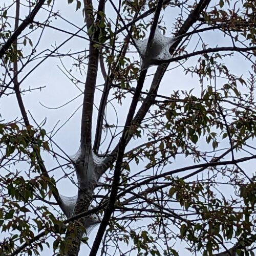 Eastern tent caterpillar