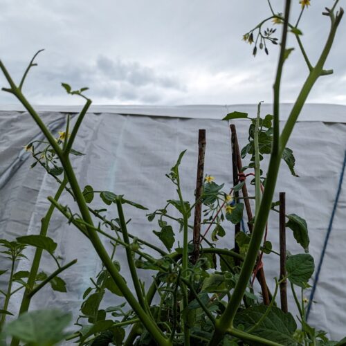 Stripped tomato foliage