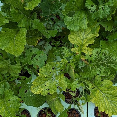 Feeding damage of cabbage worm