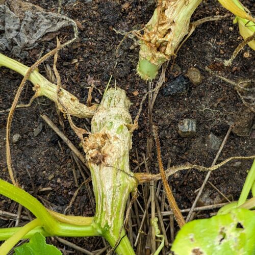 Base of winter squash showing damage from squash vine borer