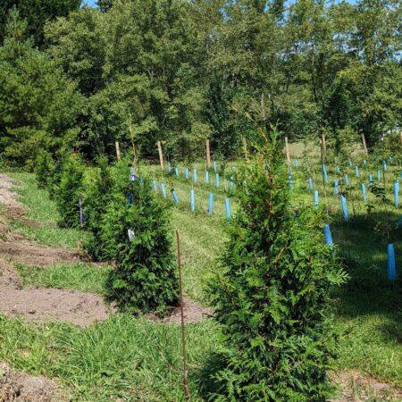 Green giant arborvitae