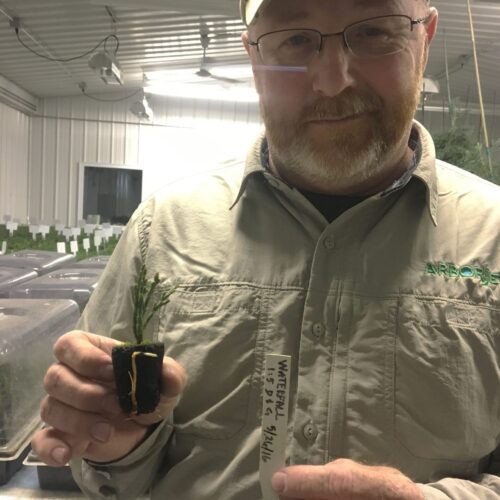 Joe Aiken with a rooted cutting from the Waterfall Tree