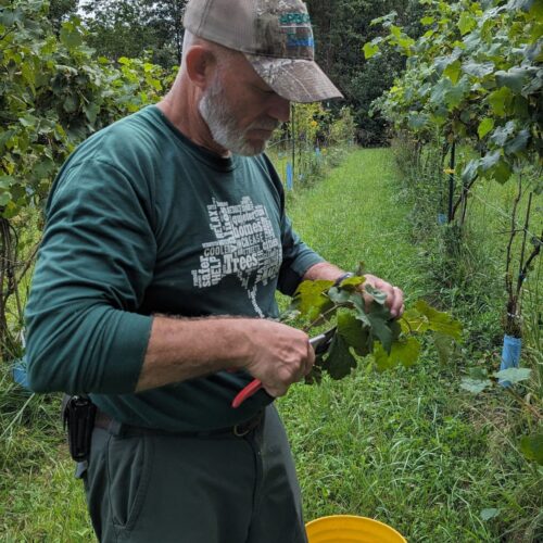 Taking petiole samples for analysis