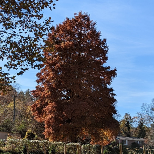 Dawn redwood with fall color