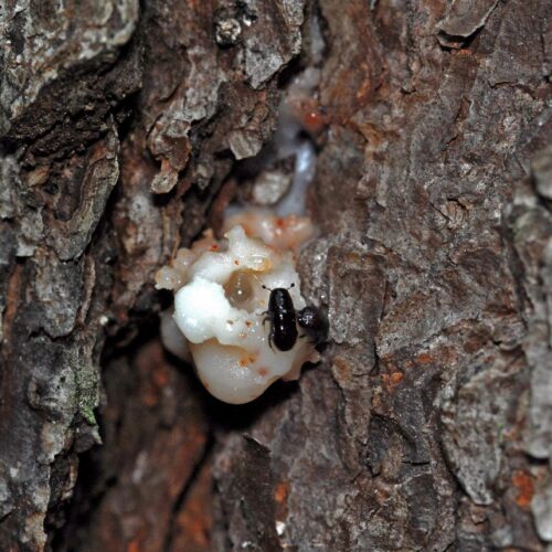 Pitch tube damage on pine tree. Photo credit Erich G. Vallery, USDA Forest Service.