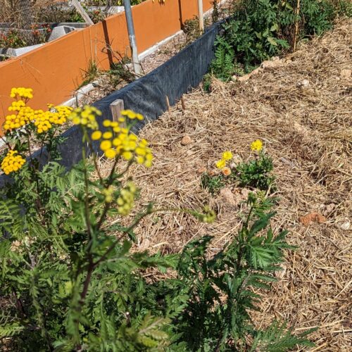 Mulch planting bed and water in