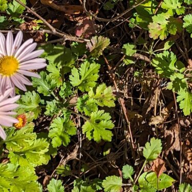 Fig. 2a chrysanthemums