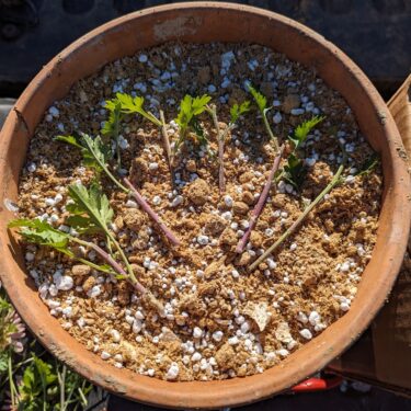 Fig. 2c chrysanthemum cuttings ready for sticking