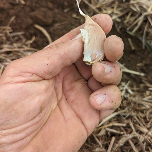 Plant garlic with root side down and tip facing up