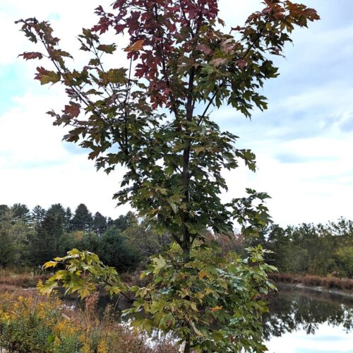 Freeman maple developing fall colors