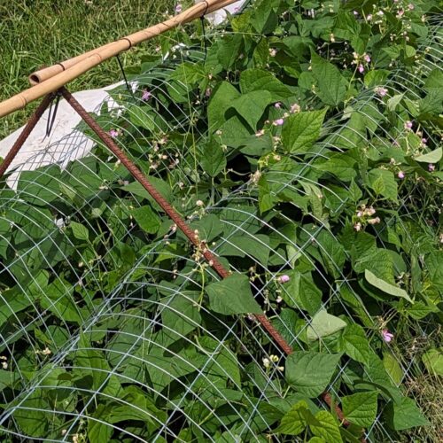 Bush beans grown under wire in flower.  In the evening, the sheathing is pulled over the crop, and removed during the warm parts of the day for pollination