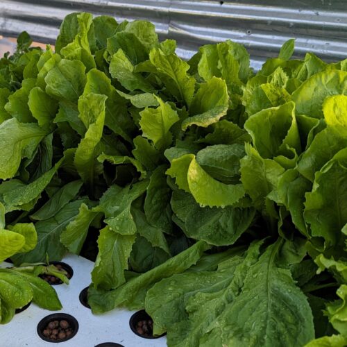 Growing greens hydroponically. Basil in the foreground, broccoli rabe in the background