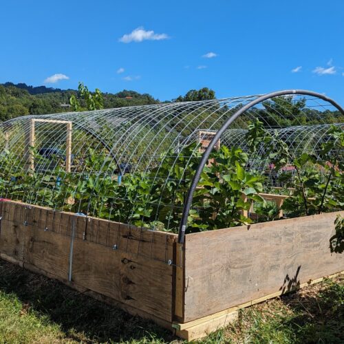 Hoophouse covers fig crop to extend the ripening period