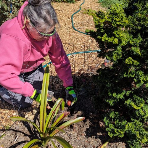 Bulb planters remove soil to the proper planting depth