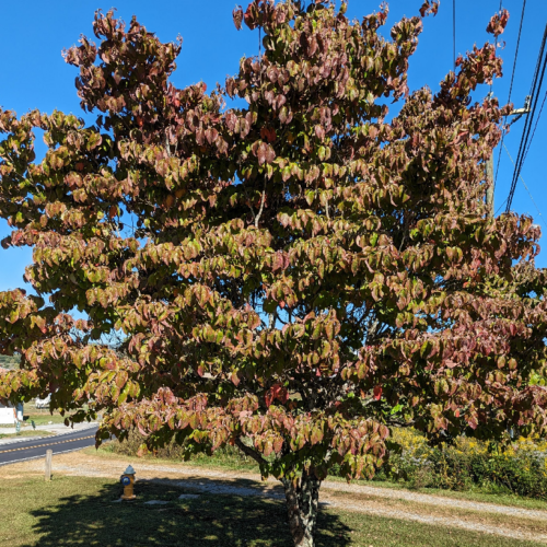 Flowering dogwood in fall color