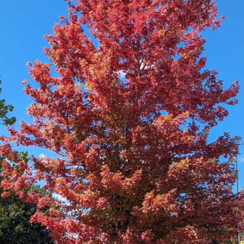 Red maple foliage