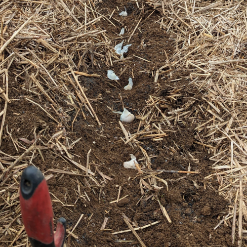 Separate the cloves from the bulb and set out within the row to evenly space