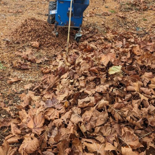 Leaf shredding