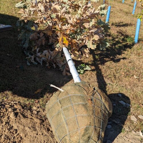 Tree in a wire basket