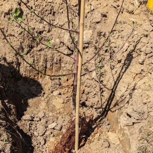 Bare root apple tree