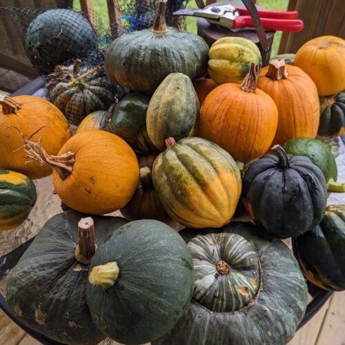 Pumpkin and winter squashes