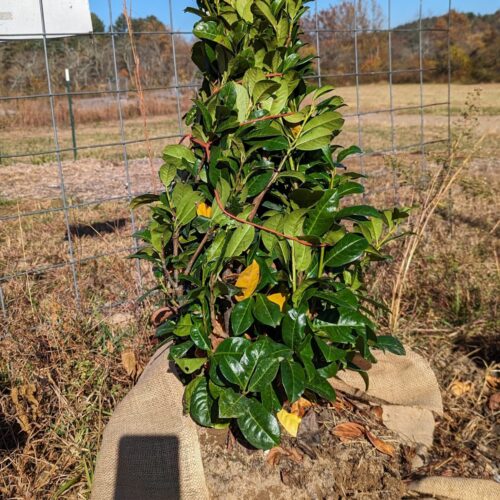 Cherry laurel dug with root ball