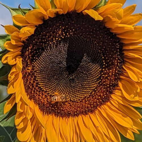 Sunflower