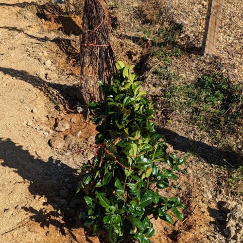 Cherry laurel planted and watered