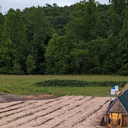 Seeded and mulched field plot