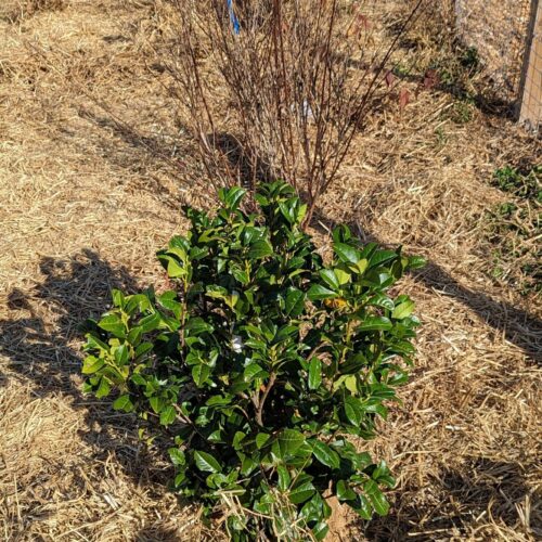 Cherry laurel mulched and untied