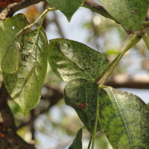 Gumbo limbo infested with spiraling whitefly