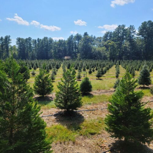 The Grosman's Christmas tree farm