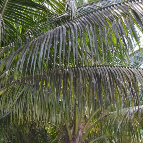 Coconut palm infested with spiraling whitefly