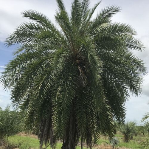 Sylvester Palm treated by stem injection with the program approach developed by JB