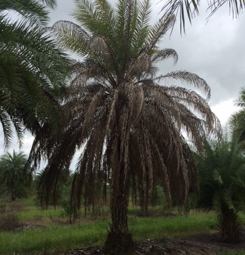 Untreated Sylvester Palm displaying bronzing of lower fronds, symptomatic of LB