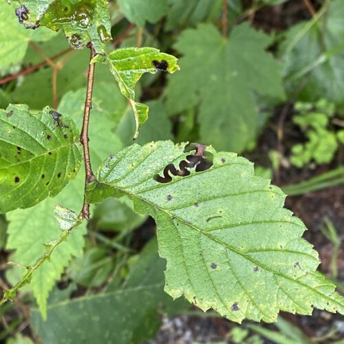 Elm sawfly larval damage. Photo credit: Nicole Keleher, MA DCR Forest Health Program