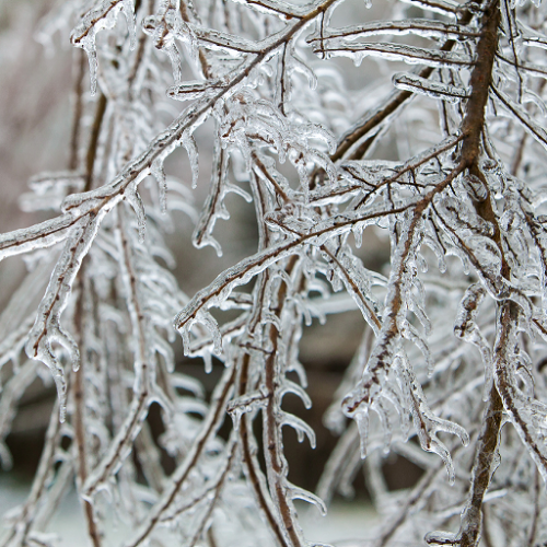 icy trees